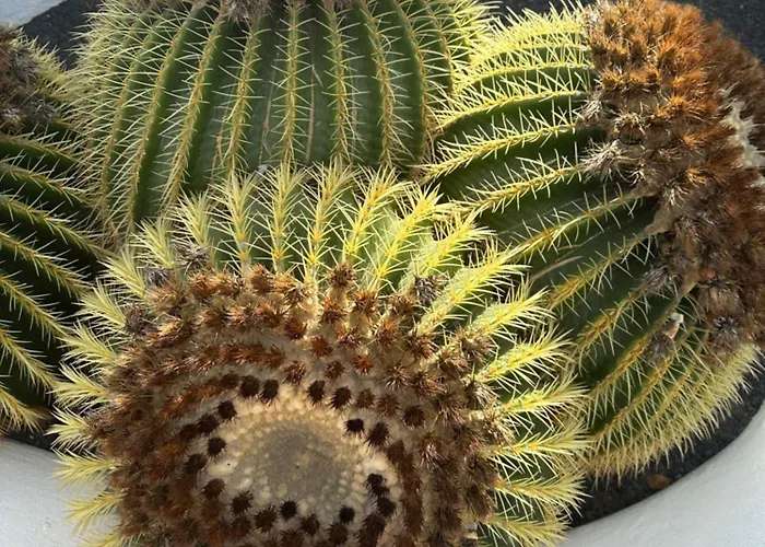 Sea View With Direct Access To Boulevard Lejlighed